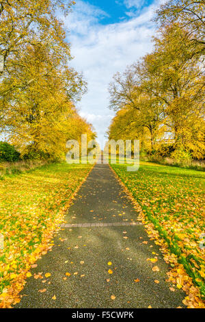 Autunno in campagna in Irlanda, la caduta delle foglie, giallo caduta foglie su un bellissimo percorso a piedi, avenue un parco. Verde erba, contrasto di colore. Foto Stock