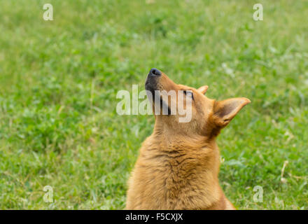 Ritratto di carino di razza cane guardando in alto e in attesa di cibo dal cielo Foto Stock