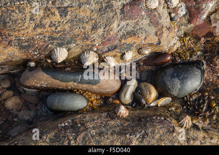 Configurazioni formate da rocce e ciottoli e i frutti di mare sulla spiaggia vicino a Seaton Sluice, Tyne and Wear, Regno Unito Foto Stock