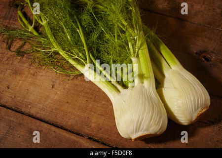 Tutto il finocchio fresco Foto Stock