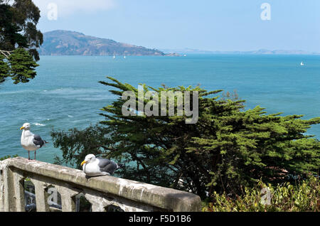 Gabbiani appollaiato sulla balaustra che si affaccia sull'oceano pacifico e Angel Island a Isola di Alcatraz a San Francisco Bay california Foto Stock