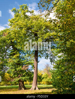 Sweet Chestnut Tree in Kensington Gardens Foto Stock