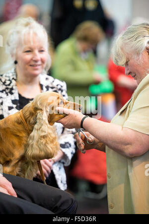 Il Crufts dog show al NEC di Birmingham - un inglese Cocker Spaniel ha i suoi baffi tagliati Foto Stock