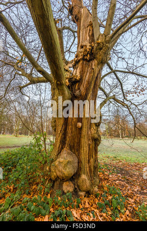 Sweet Chestnut Tree in Kensington Gardens Foto Stock