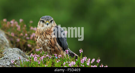 Merlin (Falco columbarius) Foto Stock