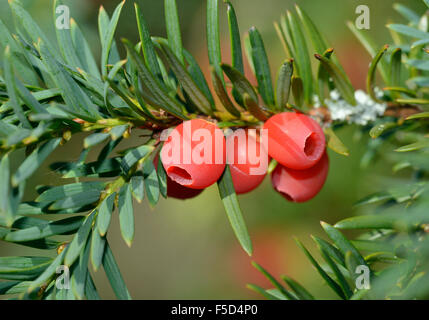 Yew - Taxus baccata bacche rosse sul ramo Foto Stock