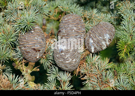 Atlas Blue coni di cedro - Cedrus atlantica var. glauca Foto Stock