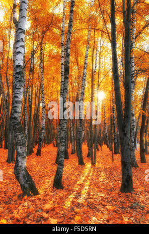 In autunno la foresta di betulla con morbida luce dorata, Siberia, Russia Foto Stock