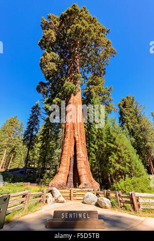 Gigantesco albero di sequoia sentinella in Sequoia National Park, California Foto Stock