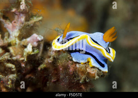 Chromodoris annae nudibranch, Lembeh strait, Indonesia Foto Stock