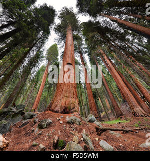 Sequoia gigante alberi di Sequoia National Park, California Foto Stock