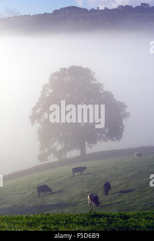 Le mucche in misty Devon campi,uk, campo, nebbia, hill, nebbia, albero, foto, verde, vista la luce, il sole, illustrazione, misty, , Gran Bretagna, BRI Foto Stock