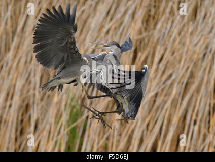 Gli aironi cenerini (Ardea cinerea) combattere di fronte ance, capretti piumaggio, Kiskunság National Park, Ungheria Foto Stock