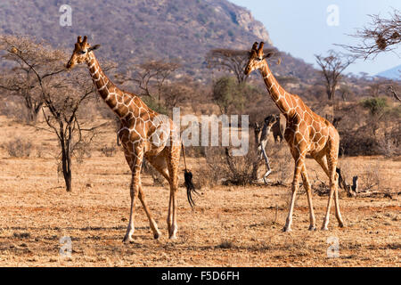 Le giraffe reticolate o giraffe somala (Giraffa camelopardalis reticulata) acceso, Samburu riserva nazionale, Kenya Foto Stock