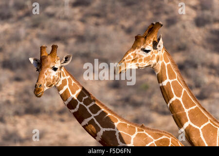 Le giraffe reticolate o giraffe somala (Giraffa camelopardalis reticulata), Ritratto, Samburu riserva nazionale, Kenya Foto Stock