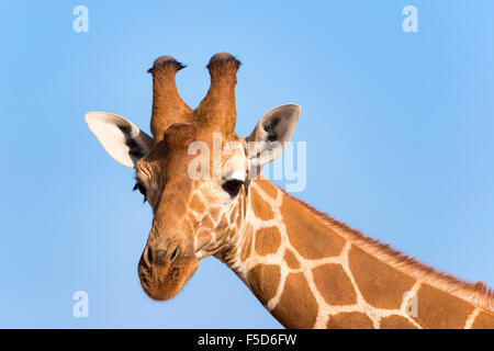 Giraffa reticolata o somala (giraffa Giraffa camelopardalis reticulata), ritratto, Samburu riserva nazionale, Kenya Foto Stock