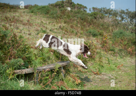 English Springer spaniel saltando su una sede in campagna Foto Stock