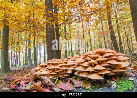 Ciuffo di zolfo o cluster (woodlover Hypholoma fasciculare) nel bosco di latifoglie, Hesse, Germania Foto Stock