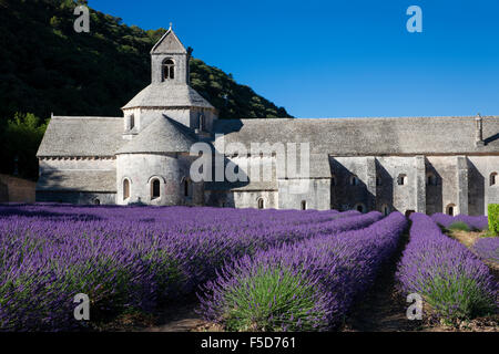 Abbazia cistercense Abbaye Notre-dame de Senanque con campo di lavanda, Vaucluse Provence, Provence-Alpes-Côte d'Azur, in Francia Foto Stock