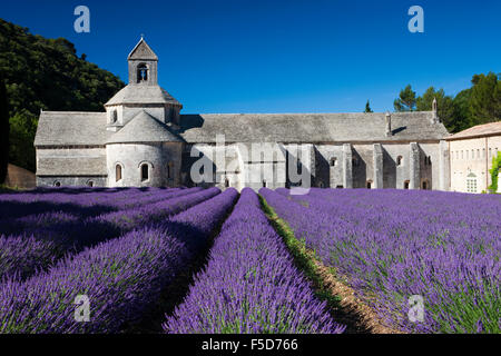 Abbazia cistercense Abbaye Notre-dame de Senanque con campo di lavanda, Vaucluse Provence, Provence-Alpes-Côte d'Azur, in Francia Foto Stock