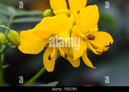 Fiori gialli di sub-tropicali arbusto, Senna corymbosa, cresciuto come un impianto di conservatorio Foto Stock