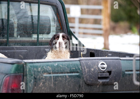 Englaish Springer Spaniel seduti nella parte posteriore di un carrello su un tiro Foto Stock