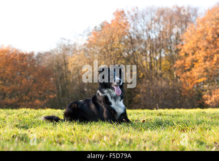 Cane di pecora sdraiati sull'erba Foto Stock