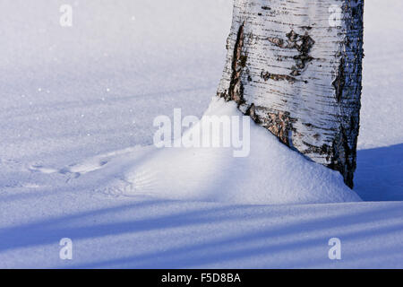 Tronco di betulla in inverno la neve. White soft appena sceso neve attorno ad una betulla. Tracce di ali da uccelli. Foto Stock