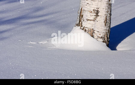 Tronco di betulla in inverno la neve. White soft appena sceso neve attorno ad una betulla. Tracce di ali da uccelli. Foto Stock