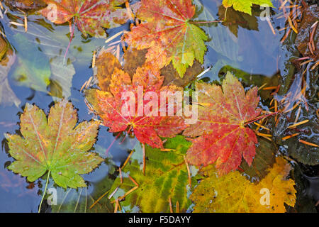 Vite di foglie di acero di colore di Turing nel mese di settembre in Oregon Cascade Mountains Foto Stock