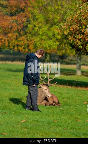 Ragazzo adolescente in piedi vicino a un wild Red Deer cervo a Wollaton park Nottingham England Regno Unito Foto Stock