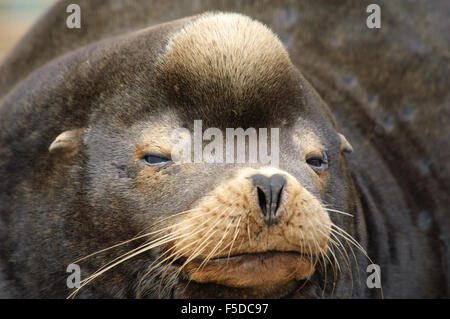 Il leone marino della California (Zalophus californianus) close-up di testa di animale a pelo, Fanny Bay , British Columbia, Canada Foto Stock