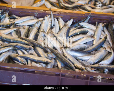 Il mercato del pesce nel quartiere di Gruz di Dubrovnik Croazia, freschi e delle catture di pesce del Mediterraneo in offerta, le sardine in scatola Foto Stock