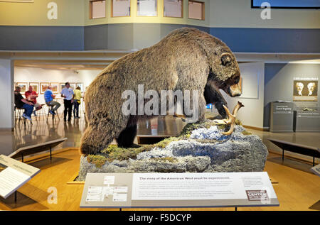 Un orso grizzly presentano nella lobby principale della Buffalo Bill centro del West, a Cody, Wyoming Foto Stock