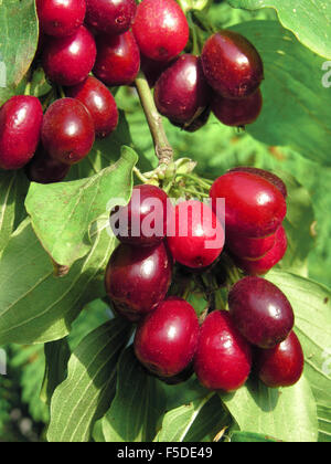 Close-up di ripe rosso corniola ciliegie Foto Stock