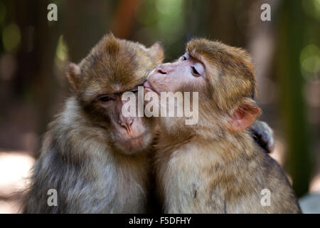 Barbery scimmie familiarità Foto Stock