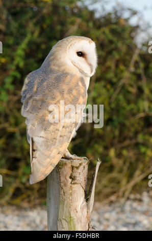 Barbagianni (Tyto alba) Sussex, Regno Unito. Costa. Ottobre appollaiato su un posto di fronte a una bussola. Foto Stock