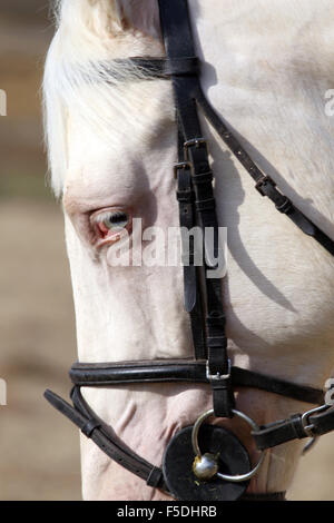 Close up di blue-eyed stallone grigio Foto Stock