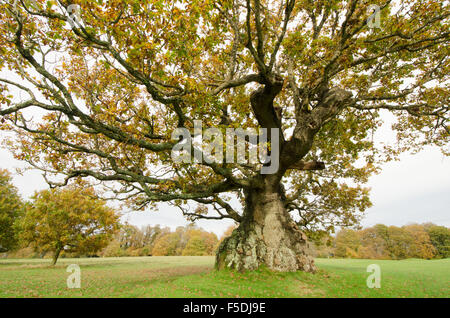 Antica quercia con nodose trunk. Cowdray Park, Midhurst, Sussex, Regno Unito. Oak Quercus autunno. Ottobre Foto Stock