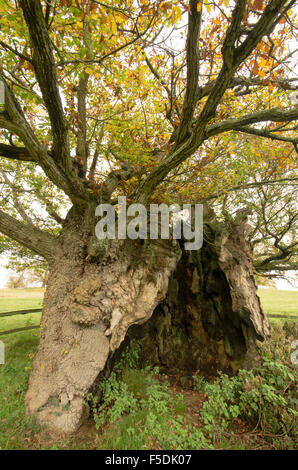 La Queen Elizabeth 1 Oak. Cowdray Park, Midhurst, Sussex, Regno Unito. Uno dei cinquanta grandi alberi britannico. Rovere [Quercus petraea]. Foto Stock