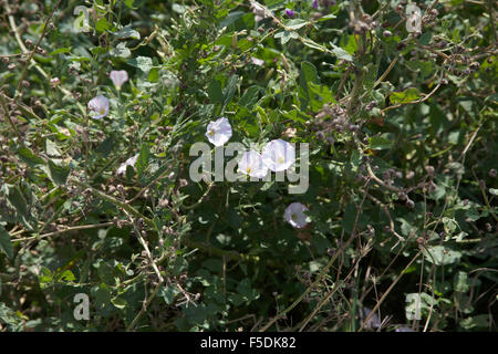 Mare Centinodia crescente sulla gobba di Beeston sopra le scogliere di sabbia Sheringham North Norfolk Inghilterra Foto Stock