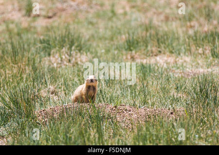 Utah-Präriehund (Cynomys parvidens), Bryce Canyon dello Utah, Stati Uniti d'America, Nordamerika Foto Stock