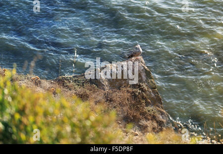 Gabbiano seduta su una roccia sulla banca alta Foto Stock