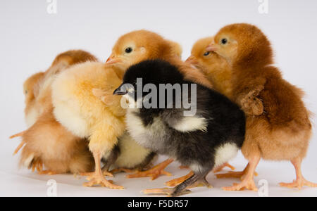 Pulcino di bambino neonato polli fattoria permanente Australorp Bianco Varietà Foto Stock