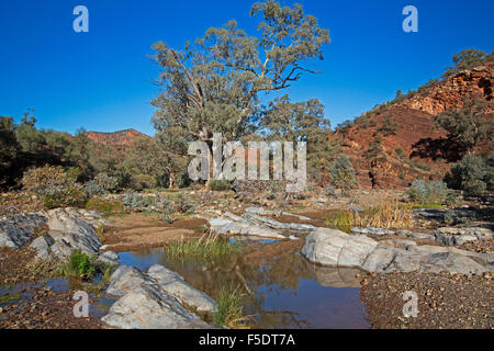 Rock pool a Brachina gorge, cielo blu riflessa nell'acqua orlate da canneti, alti alberi di gomma e aspre colline rosse di Flinders Ranges in outback Australia Foto Stock