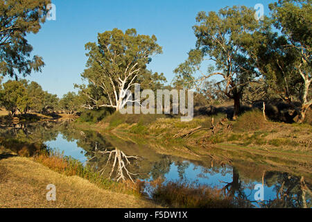 Il pittoresco paesaggio di Cooper Creek con alti alberi di gomma & blue sky riflesso in acque calme di outback fluviale a Innamincka Australia Foto Stock