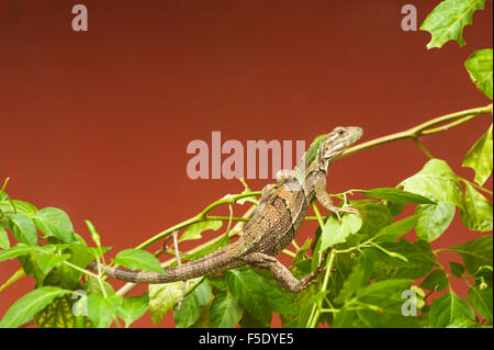 Giovane nero spinoso-tailed iguana come egli è il cambiamento di colore Foto Stock