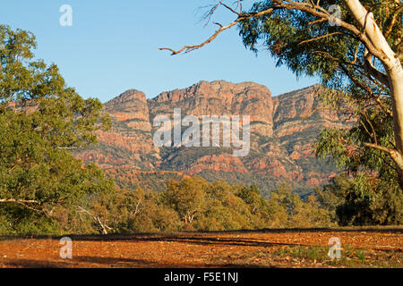 Paesaggio dominato da red picchi rocciosi che domina treesunder cielo blu in Flinders Ranges National Park, outback Australia del Sud Foto Stock