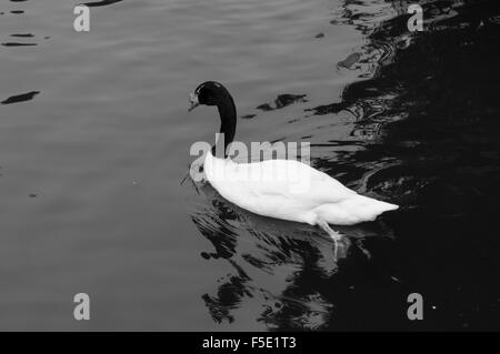 Immagine in bianco e nero di un nero a collo di cigno (Cygnus melancoryphus), nuoto da un oscuro di una area di luce dell'acqua. Foto Stock