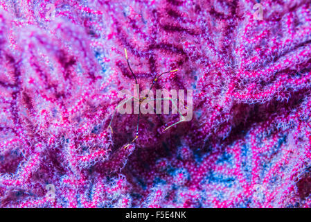 Il mio preferito tappeto color porpora. Ortmann Squat aragosta su un colore viola di gorgonie a Kajika Owase Mie Giappone Foto Stock